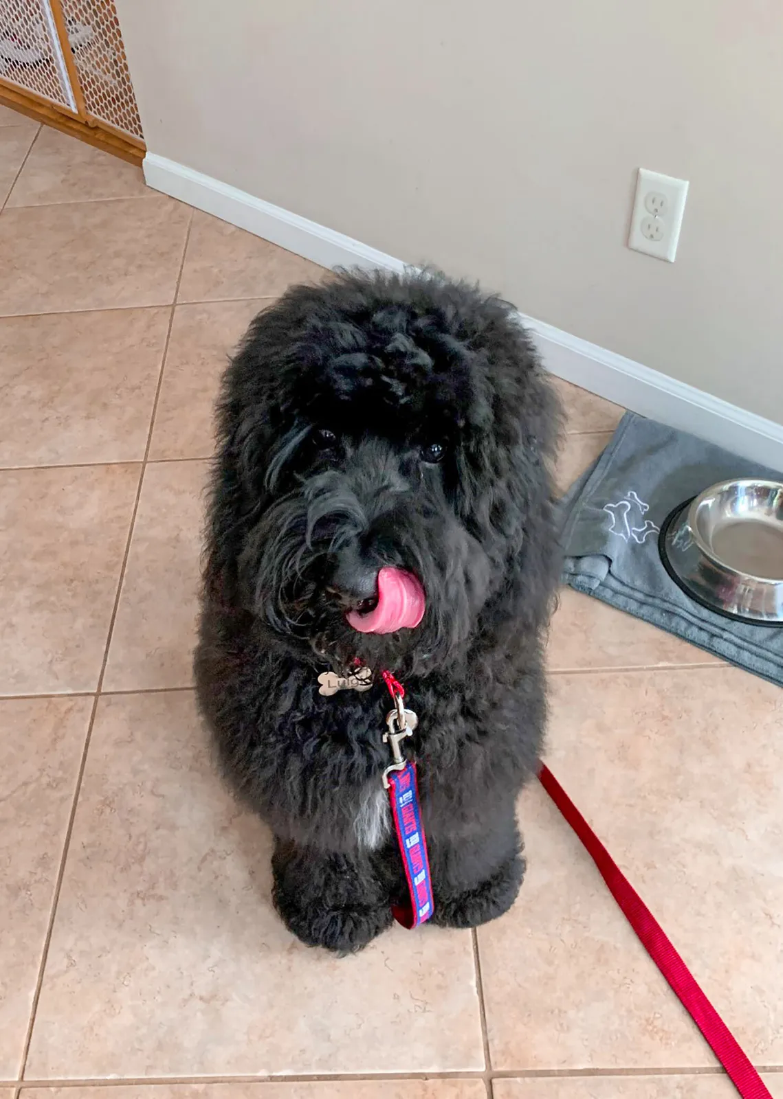 Decorating With Pets: Guide to Pet-Friendly and Attractive Design