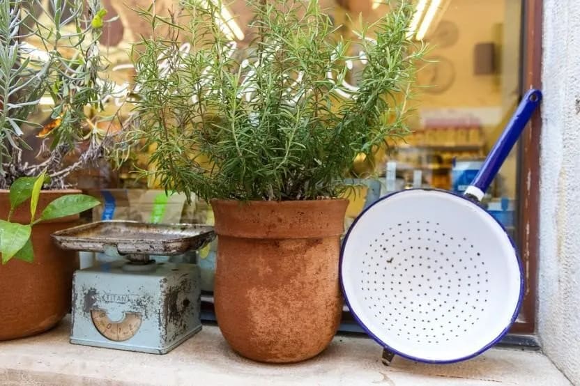 BEAUTIFULLY SCENTED PLANTS FOR THE KITCHEN