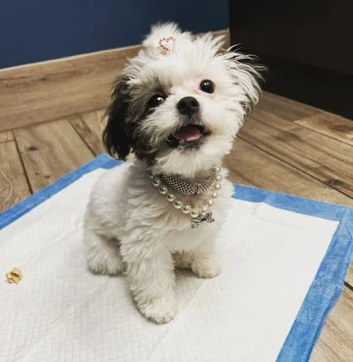 Top 10 Most Common Household Dangers to Pets
